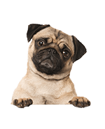 Pug